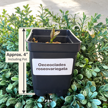 Load image into Gallery viewer, Oeceoclades roseovariegata – Orchid with Pink & Silver Patterned Foliage