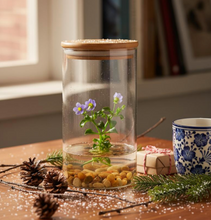 Load image into Gallery viewer, Persian Violet (Exacum Affine), Rare Violet Flower Terrarium, Anniversary Gift