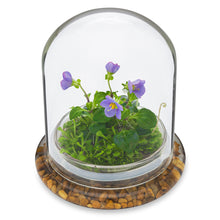Load image into Gallery viewer, Angled view of a Persian violet and sundew moss zero-care terrarium in a sealed glass dome