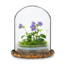 Load image into Gallery viewer, Persian violet and sundew moss zero-care terrarium in a sealed glass dome