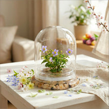 Load image into Gallery viewer, Persian violet zero-care terrarium displayed on a table in a bright living room