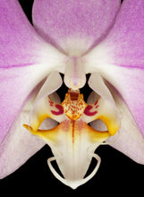 Load image into Gallery viewer, Bloomify Live Phalaenopsis sanderiana – Elegant Moth Orchid with Soft Pink Petals & Graceful Form, Easy to Grow & Long-Lasting Blooms