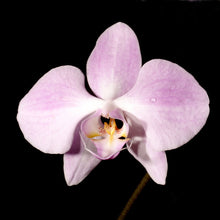 Load image into Gallery viewer, Bloomify Live Phalaenopsis sanderiana – Elegant Moth Orchid with Soft Pink Petals & Graceful Form, Easy to Grow & Long-Lasting Blooms