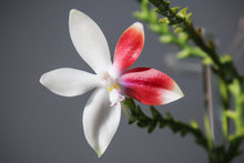 Load image into Gallery viewer, Flowering-size, Phalaenopsis Tetraspis 'C1'– A Stunning Orchid with Unique Red and White Blooms