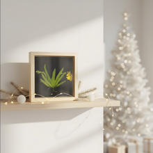 Load image into Gallery viewer, Bloomify Live Orchid Picture, Maintenance Free Orchid, Psygmorchis Pusilla, Live Green Wall Décor, Blooming, No Green Thumb Necessary, Great for Work, Home, Wall Décor, Unique Gift.