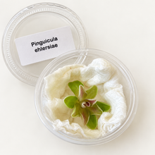 Load image into Gallery viewer, Pinguicula ehlersiae 'Cotton Candy' – Live Pink Mexican Butterwort