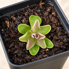 Load image into Gallery viewer, Pinguicula ehlersiae 'Cotton Candy' – Live Pink Mexican Butterwort