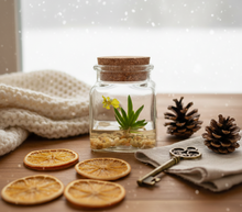 Load image into Gallery viewer, Live Miniature Orchid Terrarium, Psygmorchis Pusilla, Signature Product