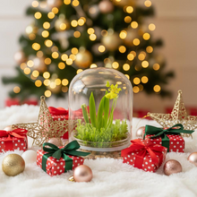 Load image into Gallery viewer, Everlasting Orchid Terrarium with Sundew Moss - Psygmorchis Pusilla – Self growing, Maintenance free, Unique Gift.