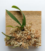 Load image into Gallery viewer, Sedirea Japonica (Nagoran), Miniature Aerides Orchid, Potted (30 DAYS Healthy Plant Guarantee) - Orchid Gene