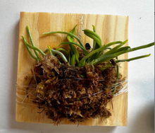 Load image into Gallery viewer, Chiloschista parishii (30 Days Healthy Guarantee), leafless
