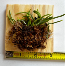 Load image into Gallery viewer, Chiloschista parishii (30 Days Healthy Guarantee), leafless