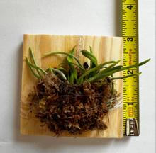 Load image into Gallery viewer, Chiloschista parishii (30 Days Healthy Guarantee), leafless