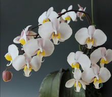 Load image into Gallery viewer, Flowering-Size, Phalaenopsis philippinensis, Rare Philippine Moth Orchid with Showy White and Pink Blooms, Easy-Care Tropical Orchid for Collectors - Orchid Gene