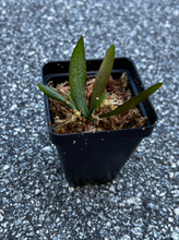 Load image into Gallery viewer, Phalaenopsis philippinensis, epiphytic orchid - Orchid Gene