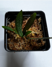 Load image into Gallery viewer, Phalaenopsis philippinensis, epiphytic orchid - Orchid Gene