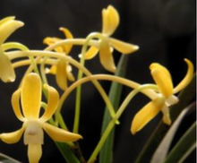 Load image into Gallery viewer, Neofinetia Falcata 'Koka' x self, Wood Mount - Orchid Gene