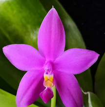 Load image into Gallery viewer, Phalaenopsis violacea var. (coerulea x indigo) x sib, hybrid orchid, potted - Orchid Gene