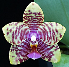 Load image into Gallery viewer, Flowering-size, Phalaenopsis Texas Mist 'S.S.Lee' HCC/AOS - Orchid Gene