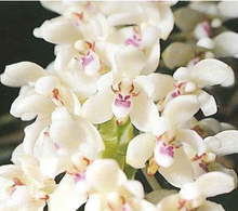 Load image into Gallery viewer, Tuberolabium kotoense x sib, Compact Orchid with Fragrant Star-Shaped Blooms - Orchid Gene