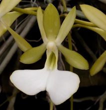 Load image into Gallery viewer, Dendrophylax fawcetti, Cayman Ghost Orchid, White Flowering, Leafless - Orchid Gene