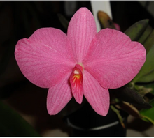 Load image into Gallery viewer, Sophronitis Wittigiana, Wittig's Sophronitis, Pink Flower Orchid - Orchid Gene
