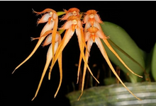 Load image into Gallery viewer, Bulbophyllum Taiwanense: Rare Orchid, Exotic Speckled Blooms, Compact Houseplant, Glossy Leaves, Year-Round Flowers, Easy Care - Orchid Gene