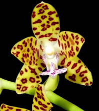 Load image into Gallery viewer, Phalaenopsis Little One (japonica x hygrochila), hybrid orchid with a wonderful fragrance - Orchid Gene