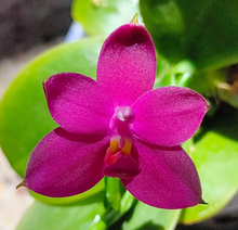 Load image into Gallery viewer, Phalaenopsis violacea Indigo 'Red' x sib, Fragrant Blooming Orchid