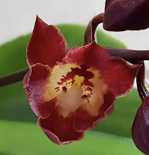 Load image into Gallery viewer, Meshaara Chian-Tzy Ruby 'CT-Golden Chocolate', hybrid orchid with Vanilla Scent & Vibrant Blooms