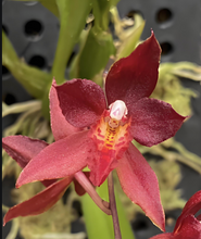 Load image into Gallery viewer, Rden. Woon Leng’s Red Gem‘Chian-Tzy heart’, Hybrid Orchid with Vibrant Red Blooms