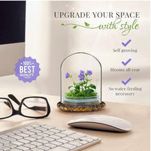 Load image into Gallery viewer, Persian Violet (Exacum Affine) with Sundew Moss, All Season Flowering, Dome Glass