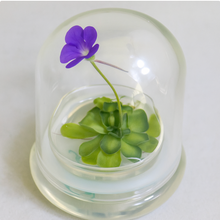 Load image into Gallery viewer, Bloomify Live Pinguicula cyclosecta (Violet-Rosette Mexican Butterwort) in Glass Dome – Zero-Care Carnivorous Plant Terrarium, Enchanting Miniature for Plant Enthusiasts