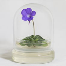 Load image into Gallery viewer, Bloomify Live Pinguicula cyclosecta (Violet-Rosette Mexican Butterwort) in Glass Dome – Zero-Care Carnivorous Plant Terrarium, Enchanting Miniature for Plant Enthusiasts