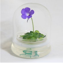 Load image into Gallery viewer, Bloomify Live Pinguicula cyclosecta (Violet-Rosette Mexican Butterwort) in Glass Dome – Zero-Care Carnivorous Plant Terrarium, Enchanting Miniature for Plant Enthusiasts