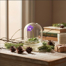 Load image into Gallery viewer, Bloomify Live Pinguicula cyclosecta (Violet-Rosette Mexican Butterwort) in Glass Dome – Zero-Care Carnivorous Plant Terrarium, Enchanting Miniature for Plant Enthusiasts