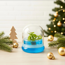 Load image into Gallery viewer, Venus Flytrap, Dionea Muscipula B52, Carnivorous Terrarium, Small Table Plant