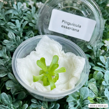 Load image into Gallery viewer, Pinguicula esseriana - Mexican Butterwort: A Unique Carnivorous Plant for Enthusiasts