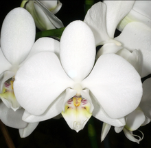 Load image into Gallery viewer, Bloomify Live Phalaenopsis amabilis (White Moth Orchid)-Elegant Indoor Blooming Plant, Easy Care Houseplant, Beginner-Friendly