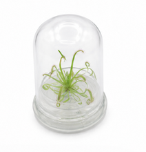 Load image into Gallery viewer, Live Drosera Capensis in glass terrarium – Maintenance-Free Carnivorous Plant, Unique Carnivorous Plant Terrarium Gift for Enthusiasts, Collectors, & Nature Lovers