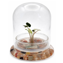 Load image into Gallery viewer, Alocasia Pink Bambino Variegated Terrarium, Rare Live Aroid Plant, Self-Growing, No-Watering, Zero-Maintenance Gift