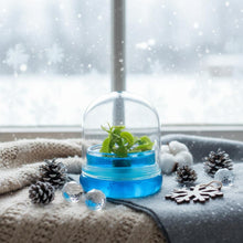 Load image into Gallery viewer, Venus Flytrap, Dionea Muscipula B52, Carnivorous Terrarium, Small Table Plant