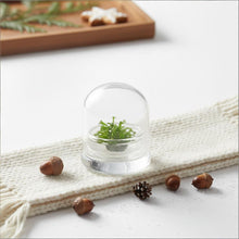 Load image into Gallery viewer, Sundew (Drosera spatulata), Carnivorous Terrarium, Spoon-shaped Leaves