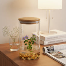 Load image into Gallery viewer, Tall Persian violet zero-care terrarium displayed on a wooden table with books and a lamp