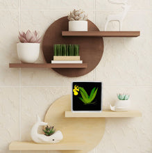 Load image into Gallery viewer, Bloomify Live Orchid Picture, Maintenance Free Orchid, Psygmorchis Pusilla, Live Green Wall Décor, Blooming, No Green Thumb Necessary, Great for Work, Home, Wall Décor, Unique Gift. - Orchid Gene