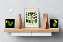 Load image into Gallery viewer, Bloomify Live Orchid Picture, Maintenance Free Orchid, Psygmorchis Pusilla, Live Green Wall Décor, Blooming, No Green Thumb Necessary, Great for Work, Home, Wall Décor, Unique Gift. - Orchid Gene