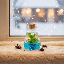 Load image into Gallery viewer, Venus Flytrap Terrarium, Signature Product, Amazon's Choice, Walmart Best Sellers #1 in 2022