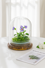Load image into Gallery viewer, Persian Violet (Exacum Affine) with Sundew Moss, All Season Flowering, Dome Glass