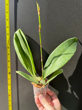 Load image into Gallery viewer, Flowering-size, Psychopsis mariposa, Butterfly Orchid (30 DAYS Healthy Plant Guarantee) - Orchid Gene
