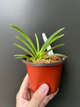 Load image into Gallery viewer, Flowering-size, Vanda falcata var. armanii 'White Snow' x self (30 DAYS Healthy Plant Guarantee) - Orchid Gene